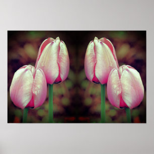 Poster Fleurs de tulipe rose gouttes de pluie miroir art