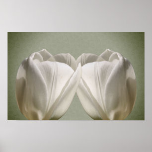 Poster Fleurs de tulipes blanches