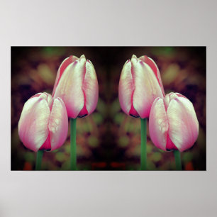 Poster Fleurs de tulipes roses gouttes de pluie en miroir