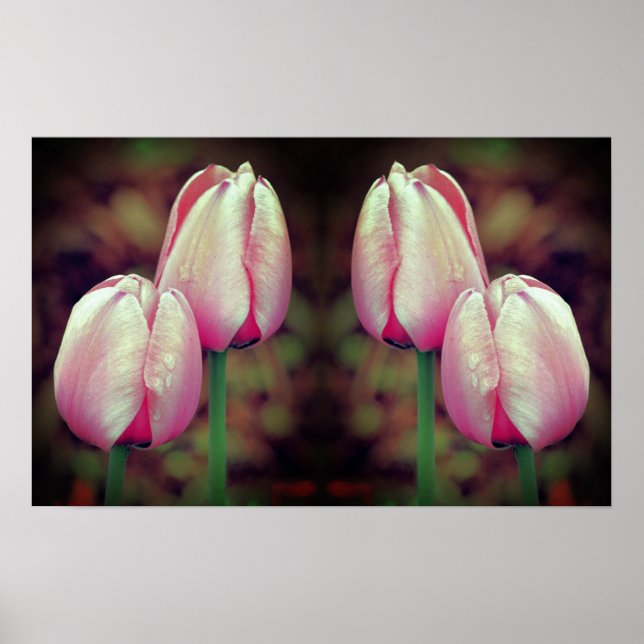 Poster Fleurs de tulipes roses gouttes de pluie en miroir (Devant)