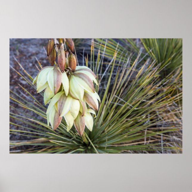 Poster Fleurs De Yucca À Soaptree Dans Le Haut Missouri (Devant)