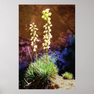 Poster Fleurs de Yucca au récif du Capitole