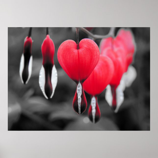 Poster Fleurs des Coeurs Saignants : Couleur Rouge Splash (Devant)