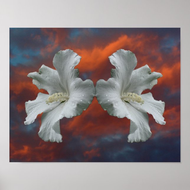 Poster Fleurs D'Hibiscus Blanches Sur Un Ciel Dramatique (Devant)