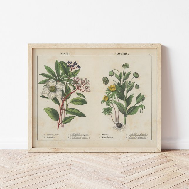 Poster Fleurs d'hiver | Charlotte Mary Yonge (Créateur téléchargé)