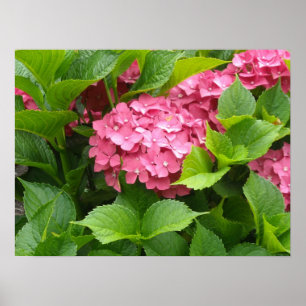 Poster Fleurs d'hortensia rose foncé