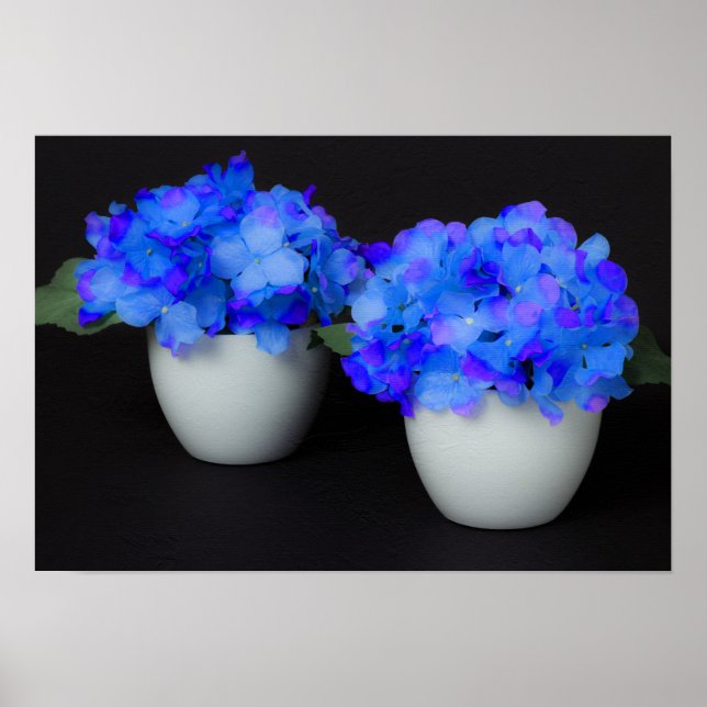 Poster Fleurs d'Hydrangée bleue dans des pots blancs (Devant)