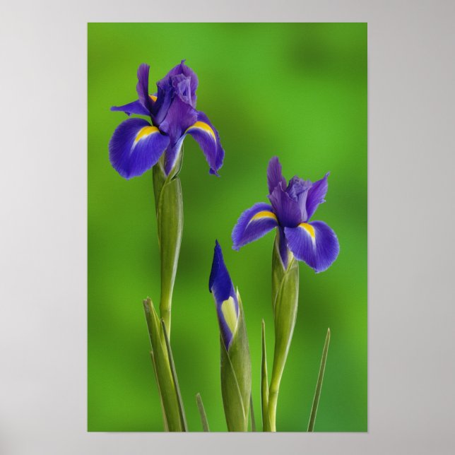 Poster Fleurs d'iris (Devant)