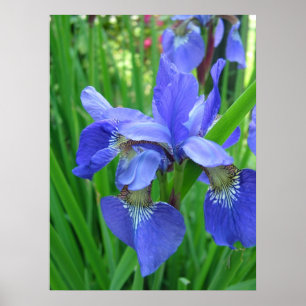 Poster Fleurs d'iris bleu printemps et feuilles verts