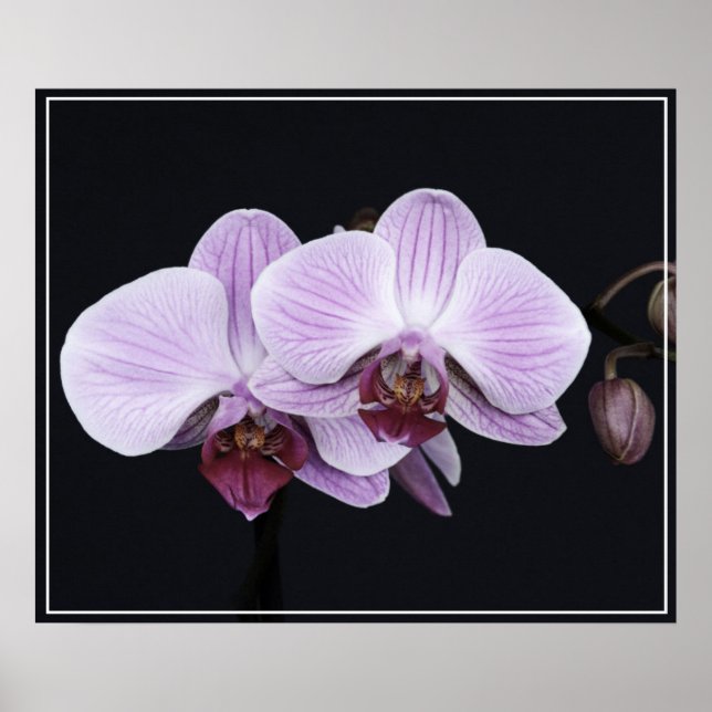 Poster Fleurs d'orchidées (Devant)