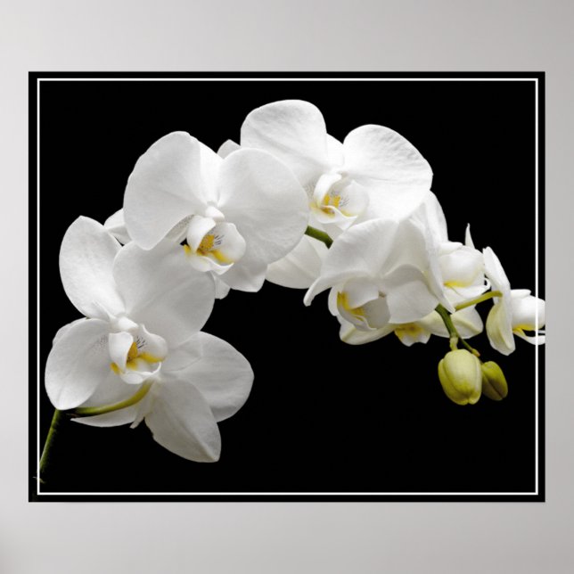 Poster Fleurs d'orchidées (Devant)