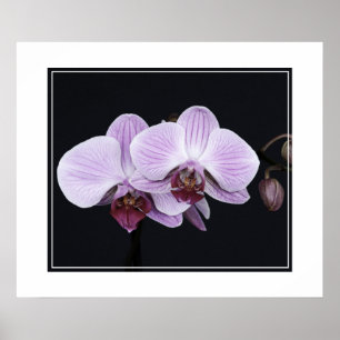 Poster Fleurs d'orchidées