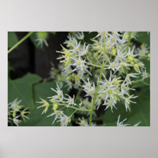 Poster Fleurs du Michigan occidental