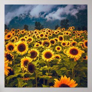Poster Fleurs du paysage du terrain de tournesol Jaune