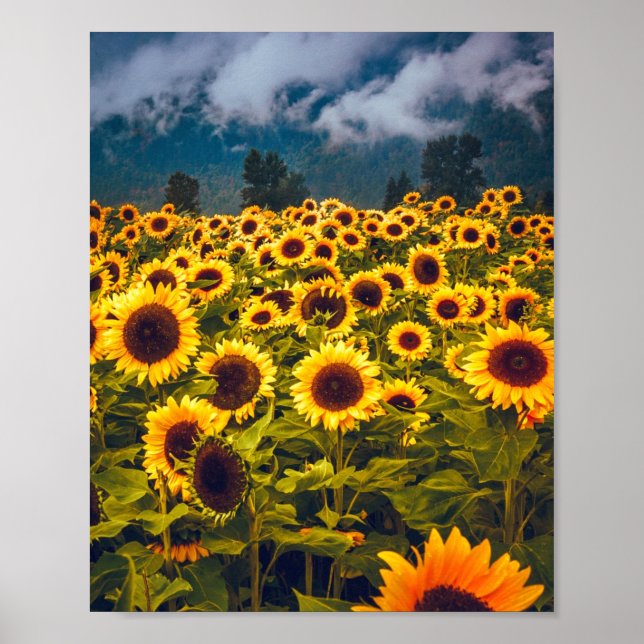 Poster Fleurs du paysage du terrain de tournesol Jaune (Devant)