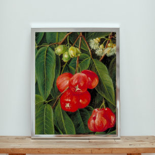 Poster Fleurs et fruits du Jamboa Boll