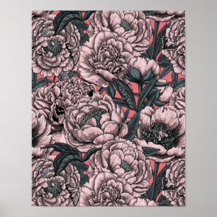 Poster Fleurs et moisissures de pivoines roses