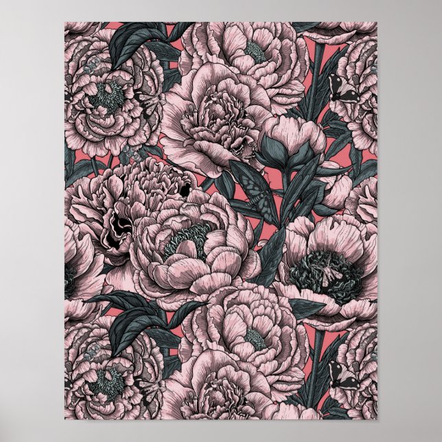 Poster Fleurs et moisissures de pivoines roses (Devant)