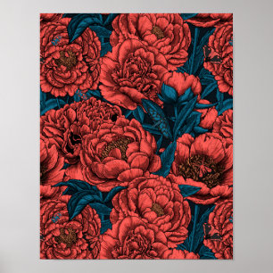 Poster Fleurs et moisissures de pivoines rouges
