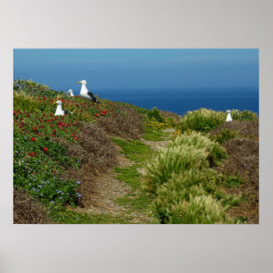 Poster Fleurs et mouettes sur l'île Anacapa
