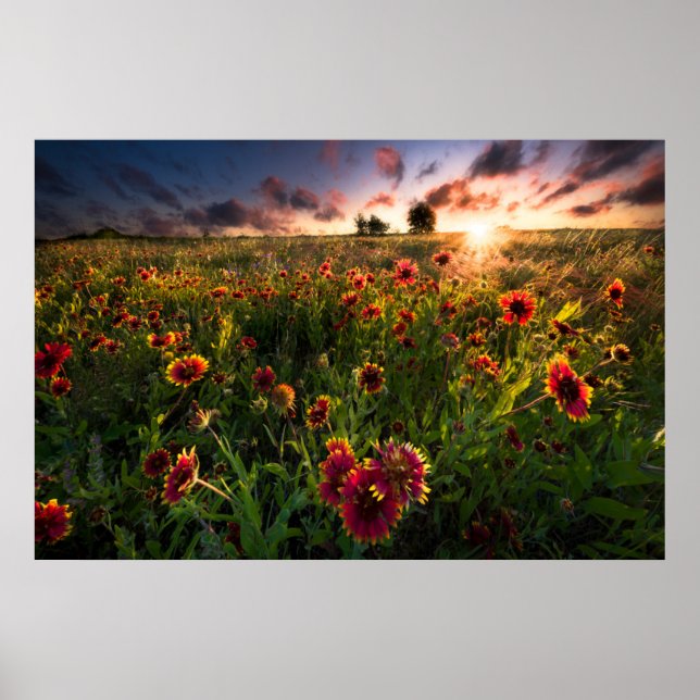 Poster Fleurs | Fleur sauvage indien Texas (Devant)