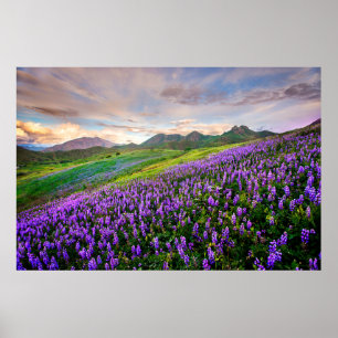Poster Fleurs   Fleurs sauvages californiens