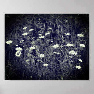 Poster Fleurs Fraîches Sauvages Noir Et Blanc
