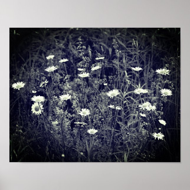 Poster Fleurs Fraîches Sauvages Noir Et Blanc (Devant)