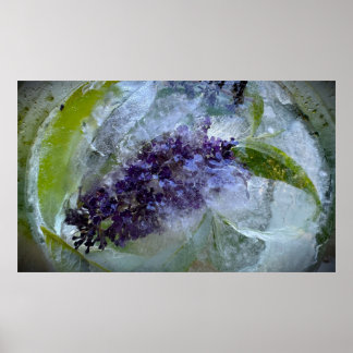 Poster Fleurs Gelées