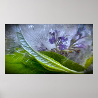 Poster Fleurs Gelées