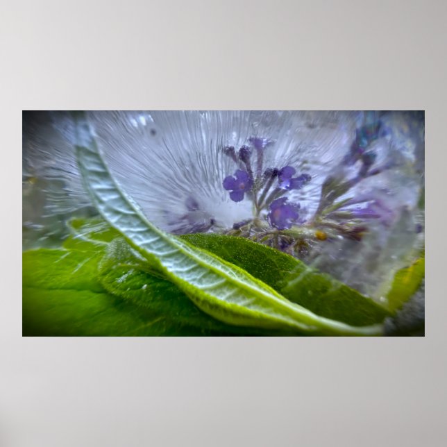 Poster Fleurs Gelées (Devant)
