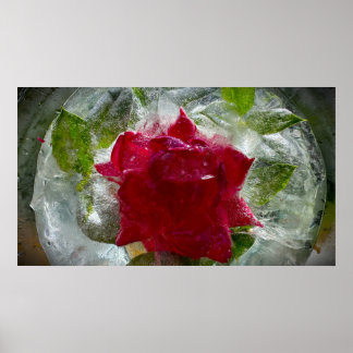 Poster Fleurs Gelées