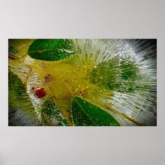 Poster Fleurs Gelées (Devant)