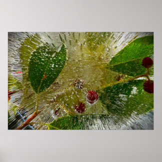 Poster Fleurs Gelées
