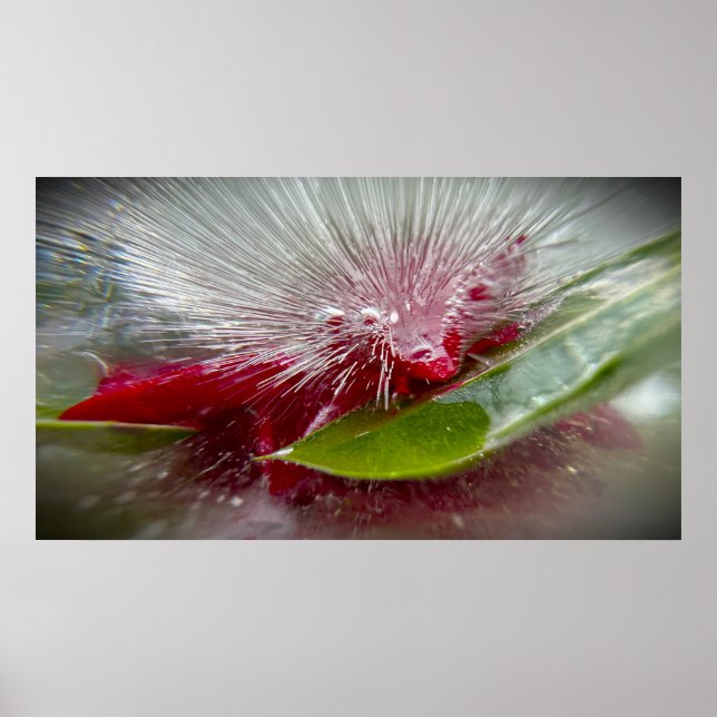 Poster Fleurs Gelées (Devant)