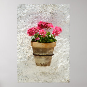 Poster Fleurs Géranium en fleur en pot