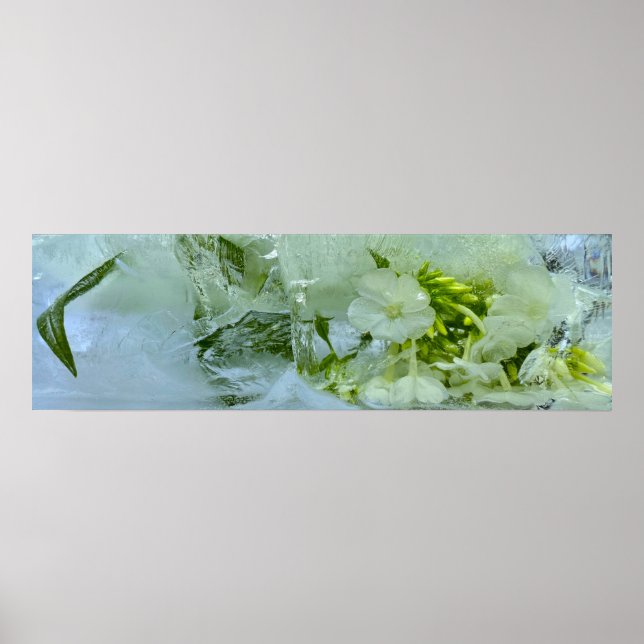 Poster Fleurs glacées, (Devant)