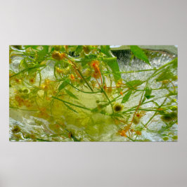 Poster Fleurs glacées,