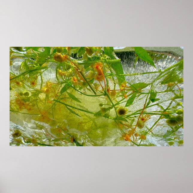 Poster Fleurs glacées, (Devant)