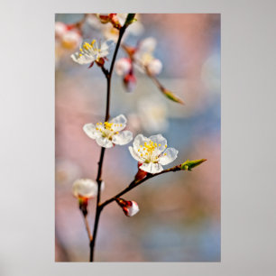 Poster Fleurs japonaises d'abricot