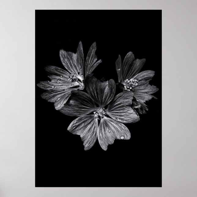 Poster Fleurs jardins En Noir Et Blanc No 11 (Devant)