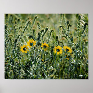 Poster Fleurs jaunes
