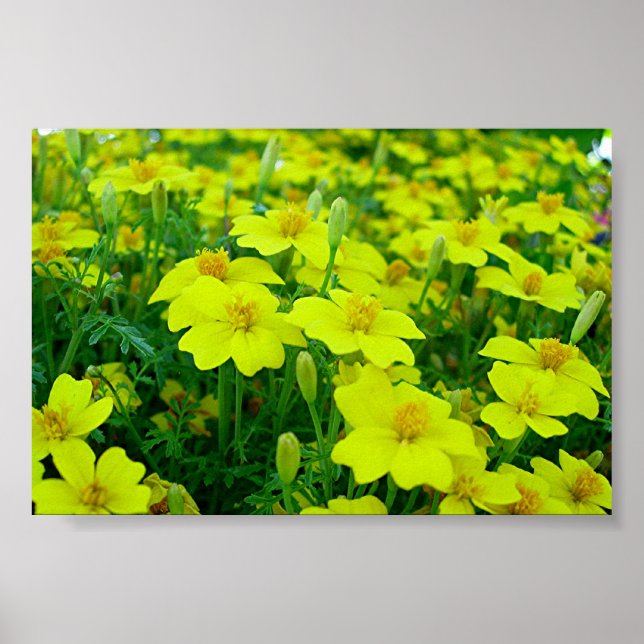 Poster fleurs jaunes (Devant)