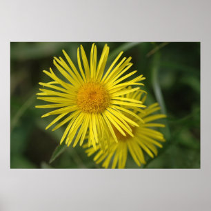 Poster Fleurs jaunes