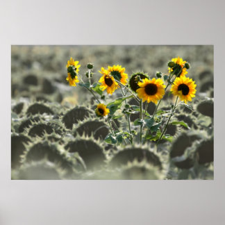 Poster Fleurs jaunes jaunes