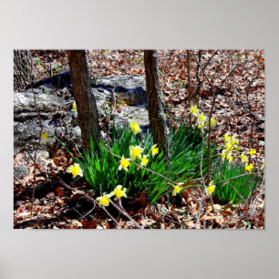 Poster Fleurs Jaunes Jonquilles dans les Bois Photo Affic