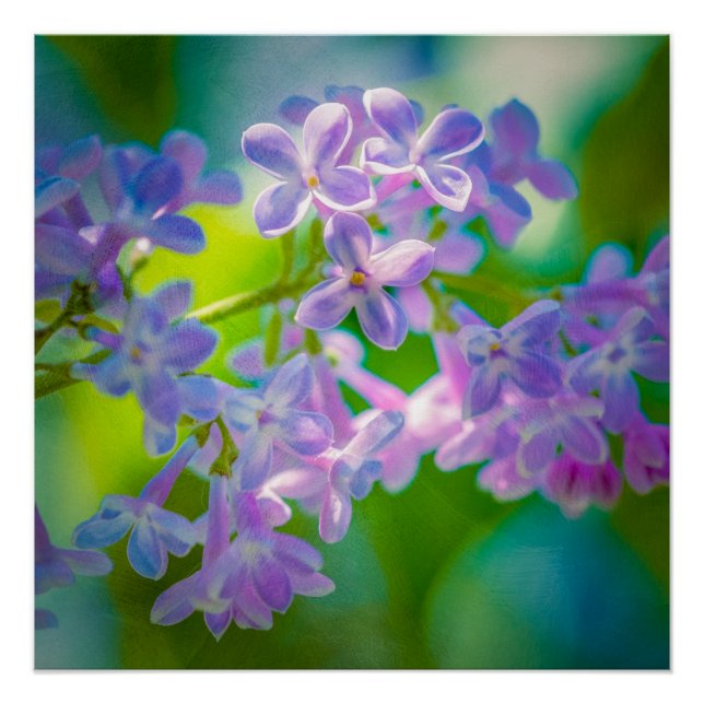 Poster Fleurs Lilac Violettes (Devant)
