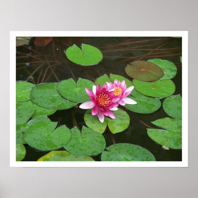 Poster Fleurs Lotus (Devant)