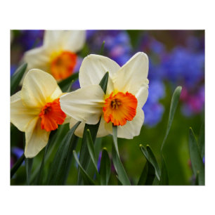 Poster Fleurs lumineuses
