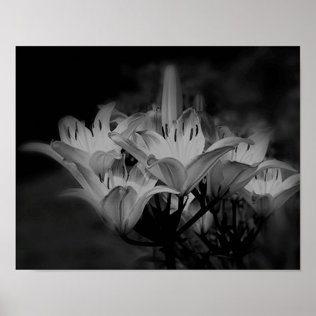Poster Fleurs Lys En Noir Et Blanc (Devant)